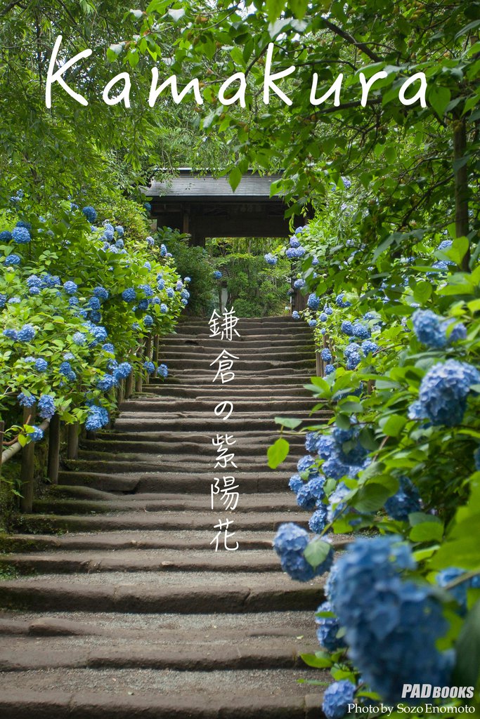 kamakura　鎌倉の紫陽花